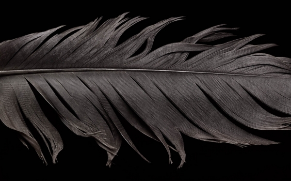 Photograph Mark Wiens Feather on One Eyeland
